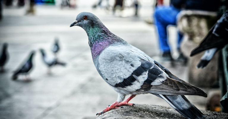 7 zaujímavých správaní zvierat, ktorým sa tak trochu podobajú na ľudí