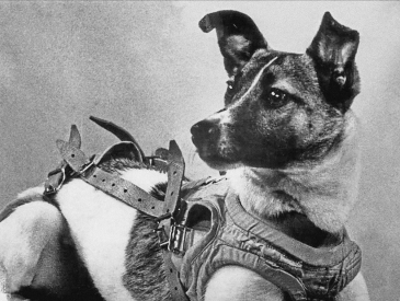 Laika Soviet dog