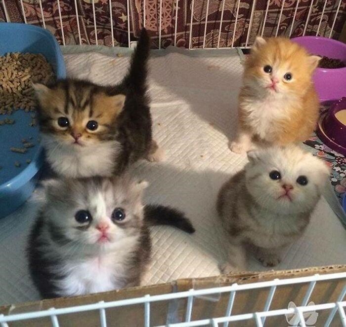 adorable kittens 9