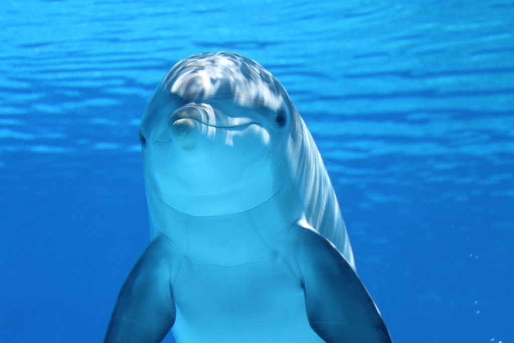 dolphin marine mammals water sea 64219