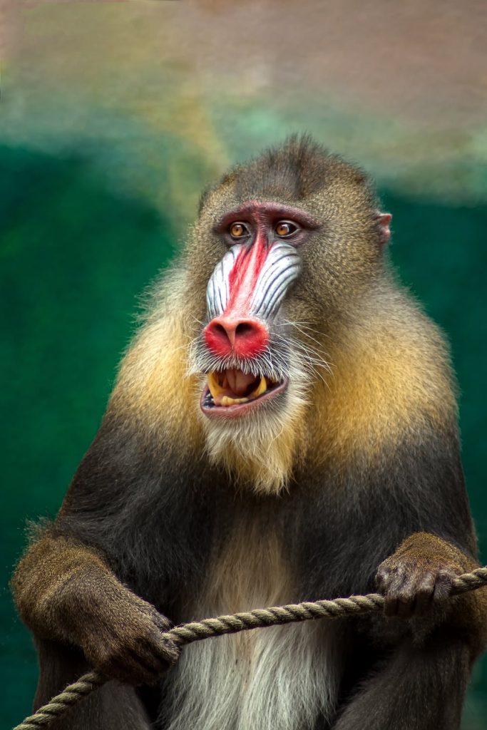 monkey mandril africa baboon 38280