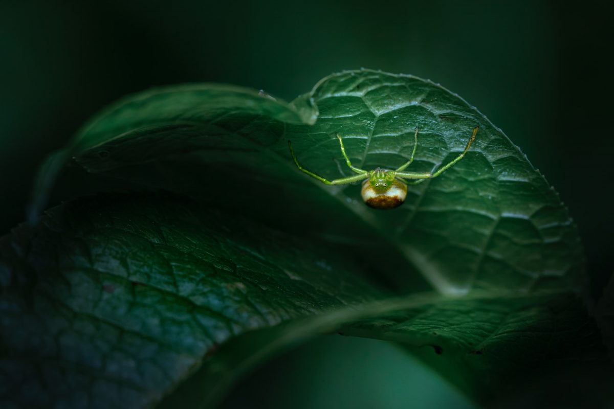 a green spider sitting on top of a green leaf