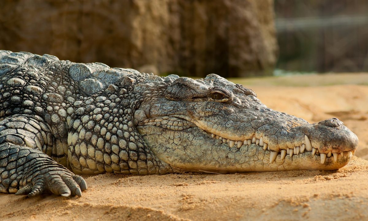 nile crocodile crocodylus niloticus zoo 60644