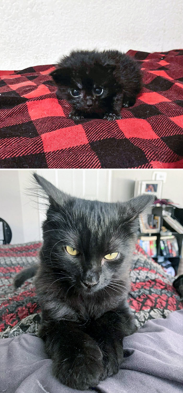rescue cats before after 153 642525389cc95 700