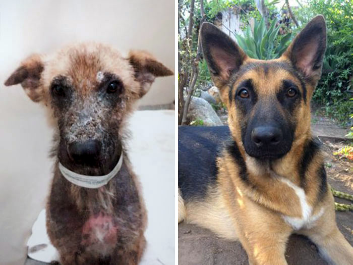 rescue dogs before after pics 134 64213526cf838 700