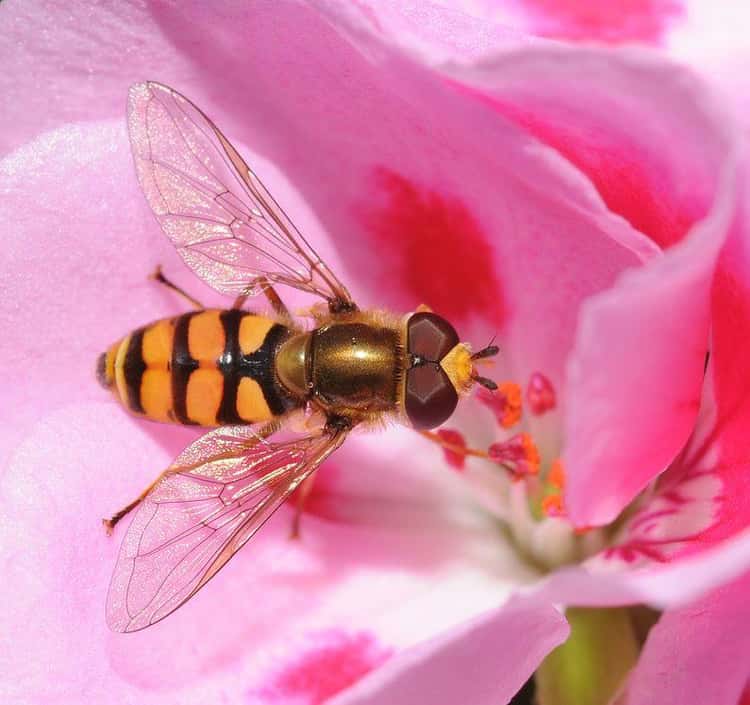 the hoverfly disguises itself as a wasp to seem more dangerous than it is photo u1