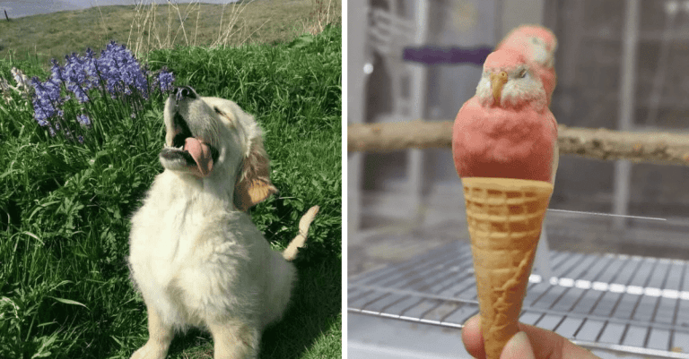 12 rozkošných fotografií zvierat, ktoré vám zlepšia deň