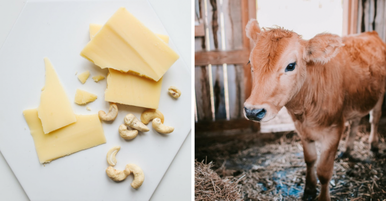 Výroba parmezánu a surovina, o pôvode ktorej by ste radšej pri konzumácií nechceli vedieť