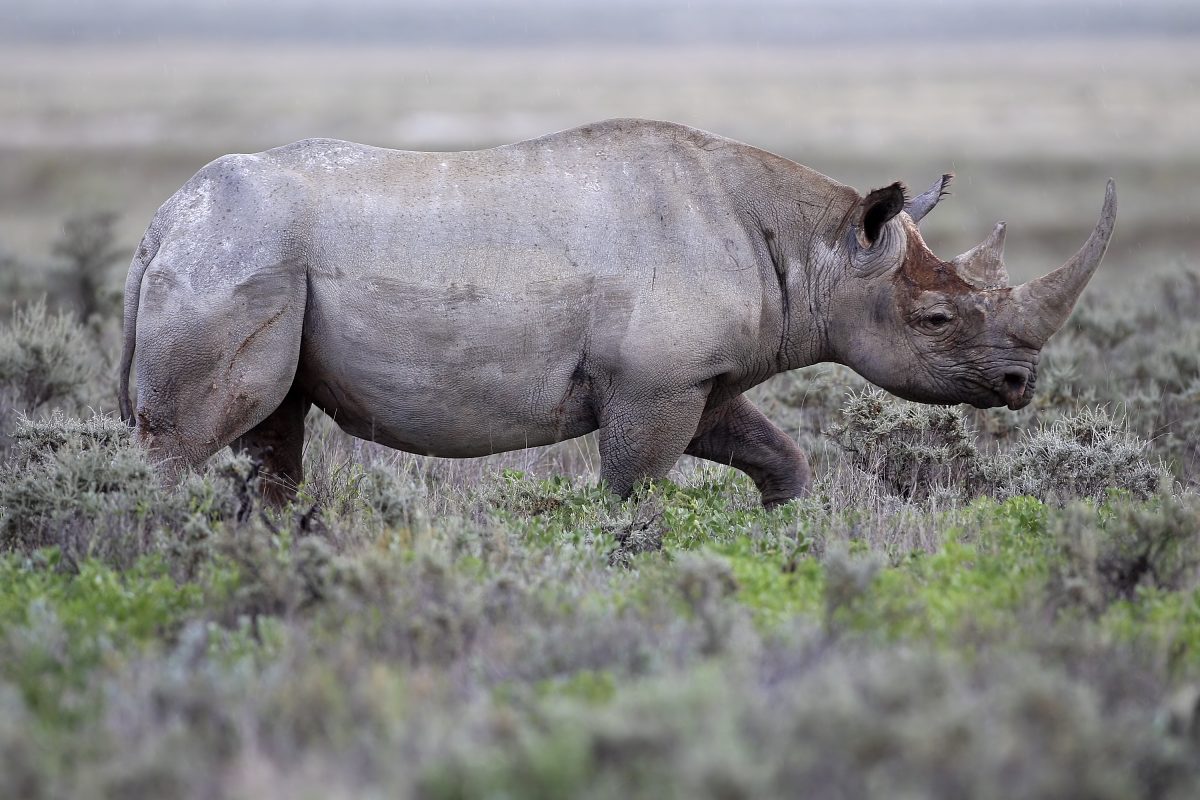 2012 Black Rhinoceros Gemsbokvlakte