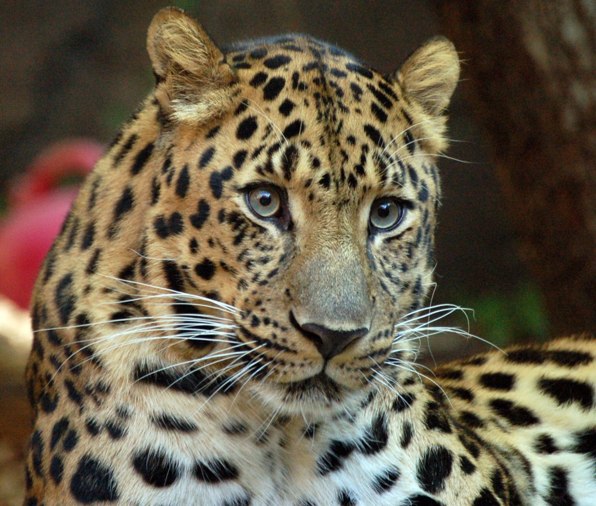 Amur Leopard 1970226951
