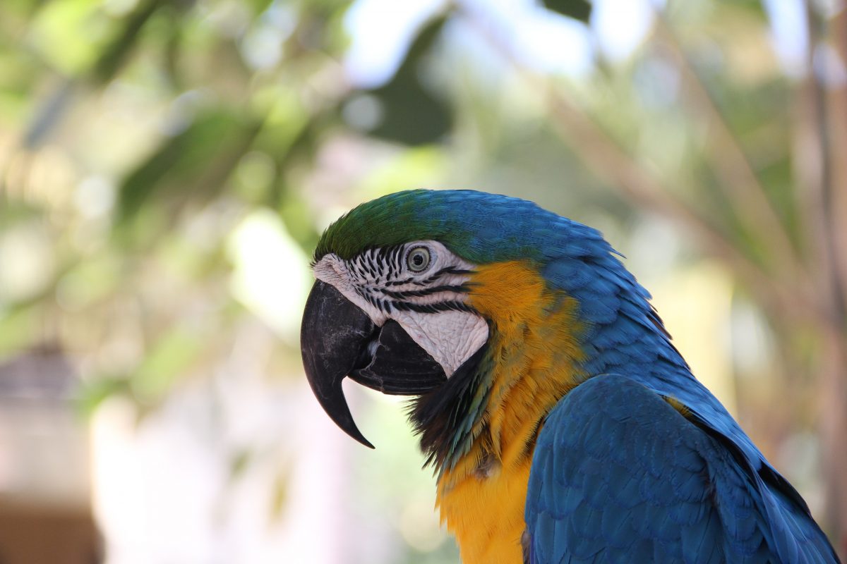 Blue and yellow Macaw 2