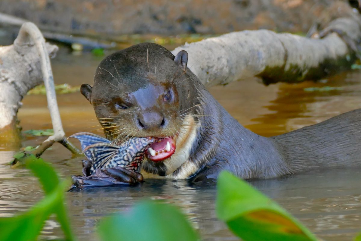 Giant Otter Pteronura brasiliensis eating a Sailfin Catfish Pterygoplichthys sp. 29189193916