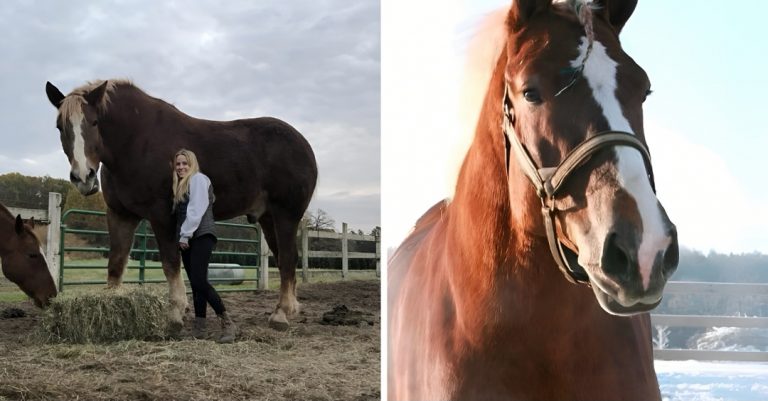 Aké je to vlastniť nadrozmerného koňa? Spoznajte príbeh Veľkého Jakea