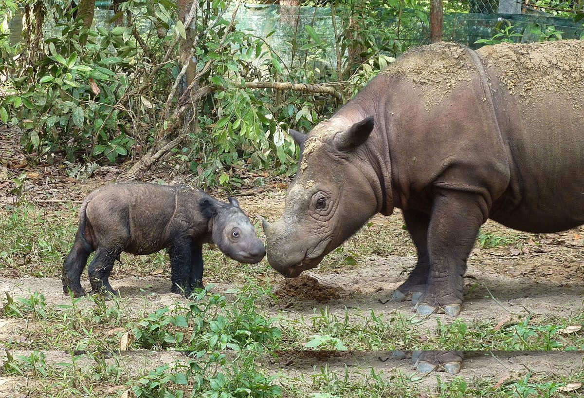 Sumatran rhinoceros four days old