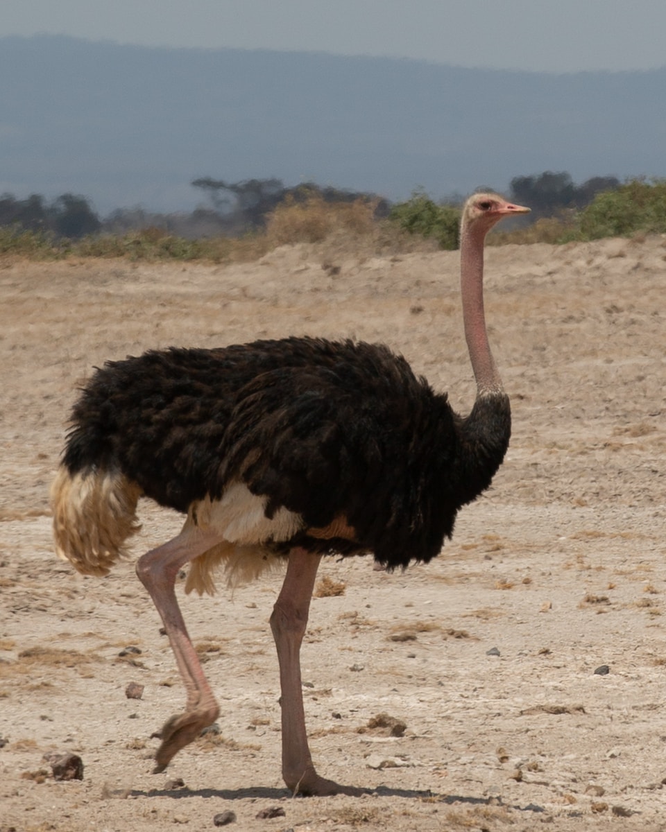 wildlife photography of black and brown ostrich