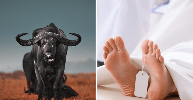 Aké sú tie najnepravdepodobnejšie a najpodivnejšie veci, ktoré sa ľudia pokúsili ukradnúť?