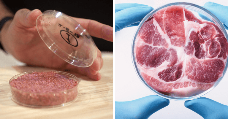 Mäso z laboratória? Nie, nejedná sa o hoax, skutočne existuje. 