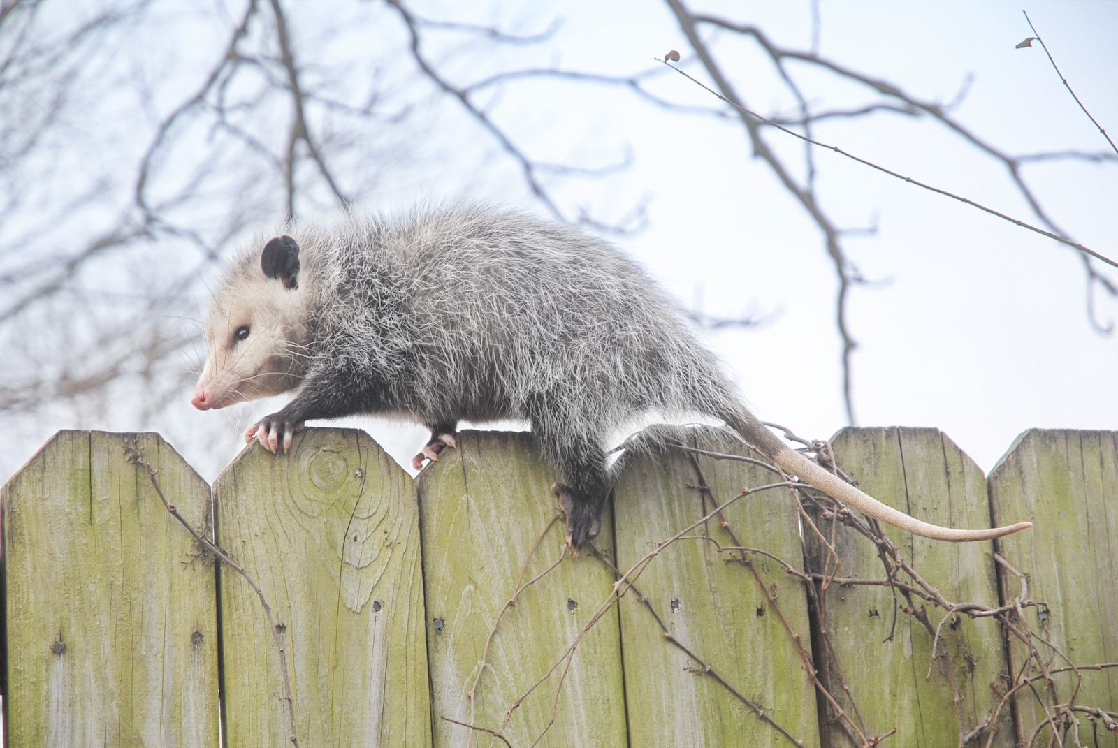 an opossmus standing on top of a wooden fence