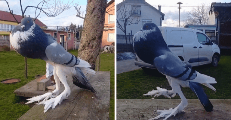 V uliciach Spojeného kráľovstva sa objavil holub, ktorého mnohí označujú ako mutanta. Pozrite sa, ako vyzerá