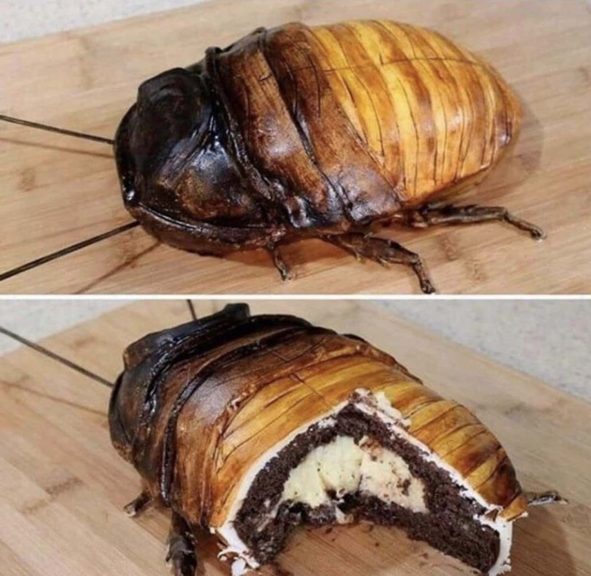 cockroach cake photo u1