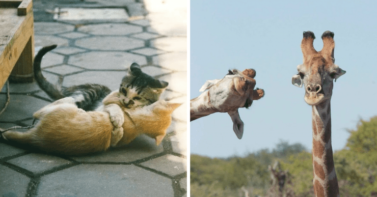 Aj takto môžu vyzerať vydarené zábery zvierat. Pozrite si nasledujúce fotografie