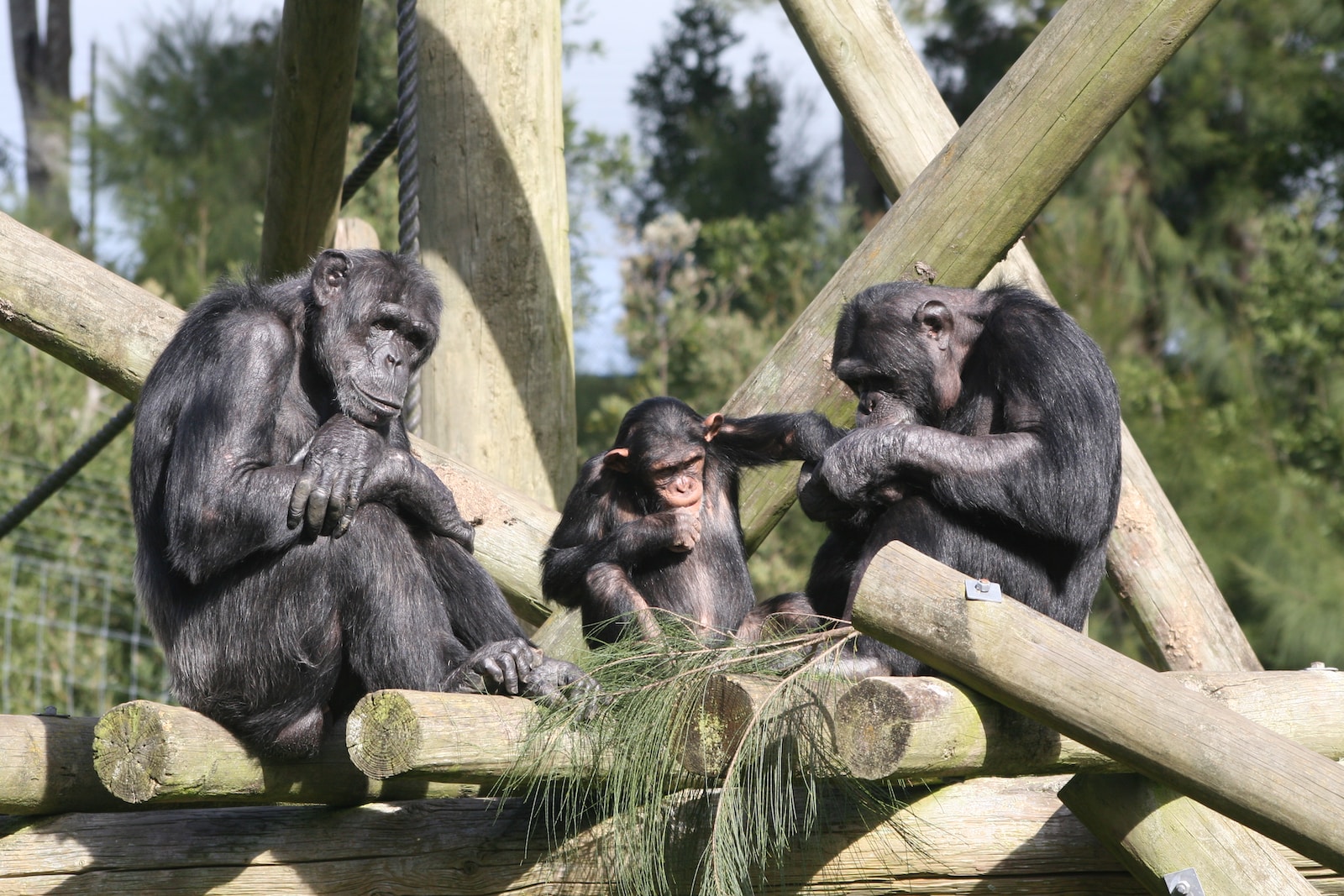 three grey monkey close-up photography