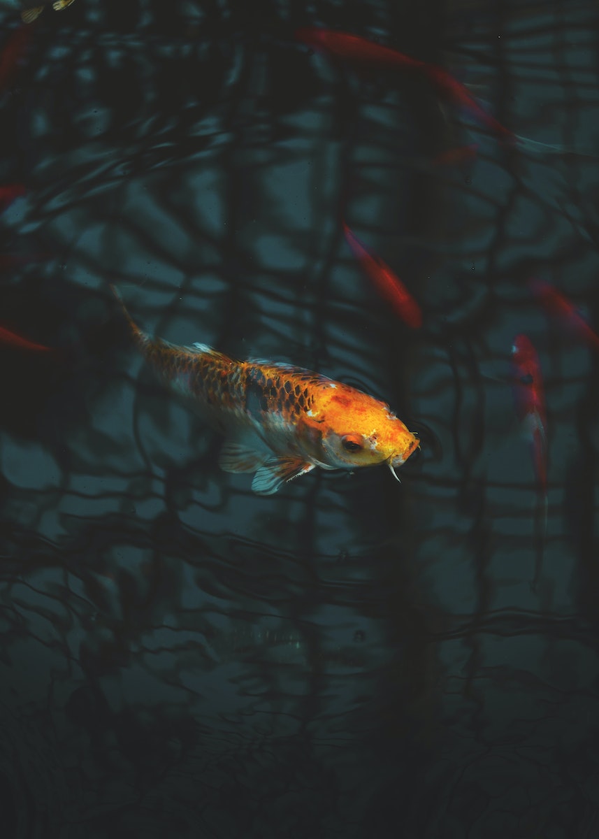 Close Up Photo of Koi Fish