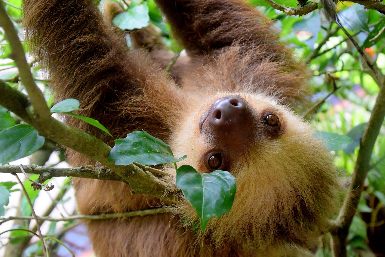 sloth, costa rica, puerto viejo