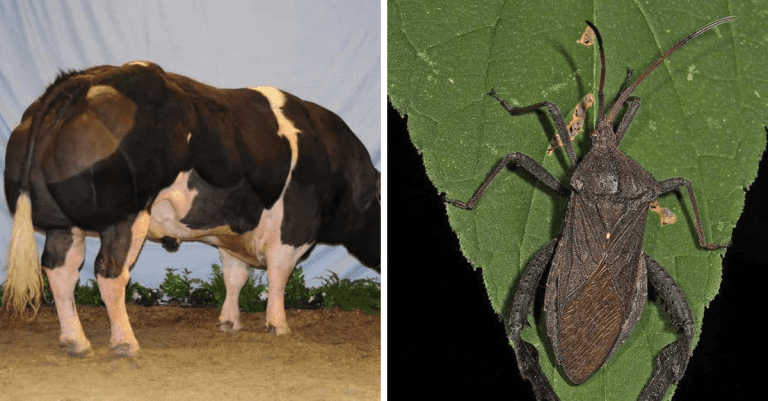 Zvieratá, ktorých stavba tela je geneticky podmienená do takej miery, že by im mohol závidieť nejeden kulturista