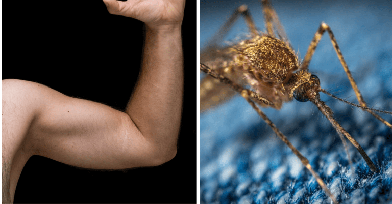 5 zaujímavostí o komároch: Dôvod prečo nám pijú krv je len jeden