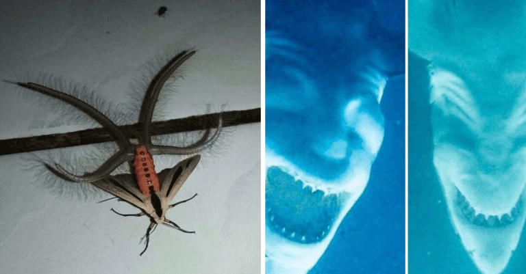 Tieto podivné a desivé fotografie nie sú pre slabé povahy