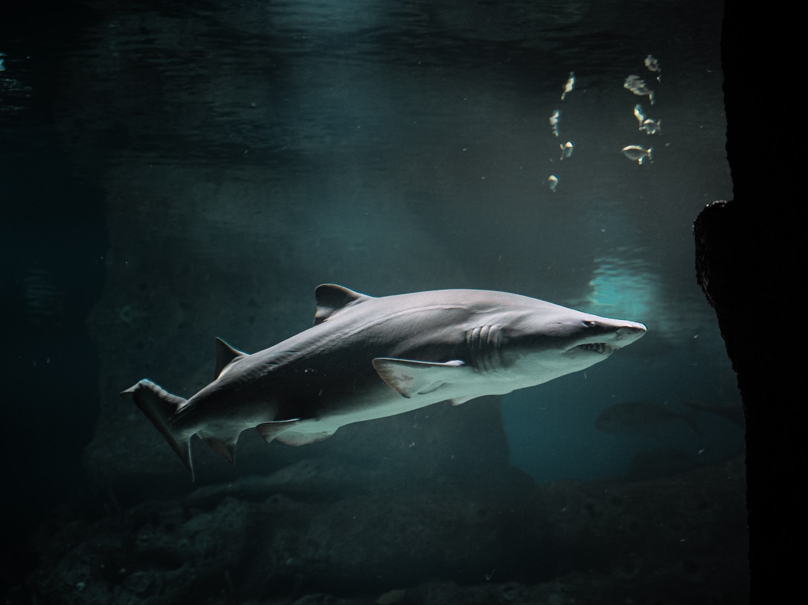 Big Shark Underwater