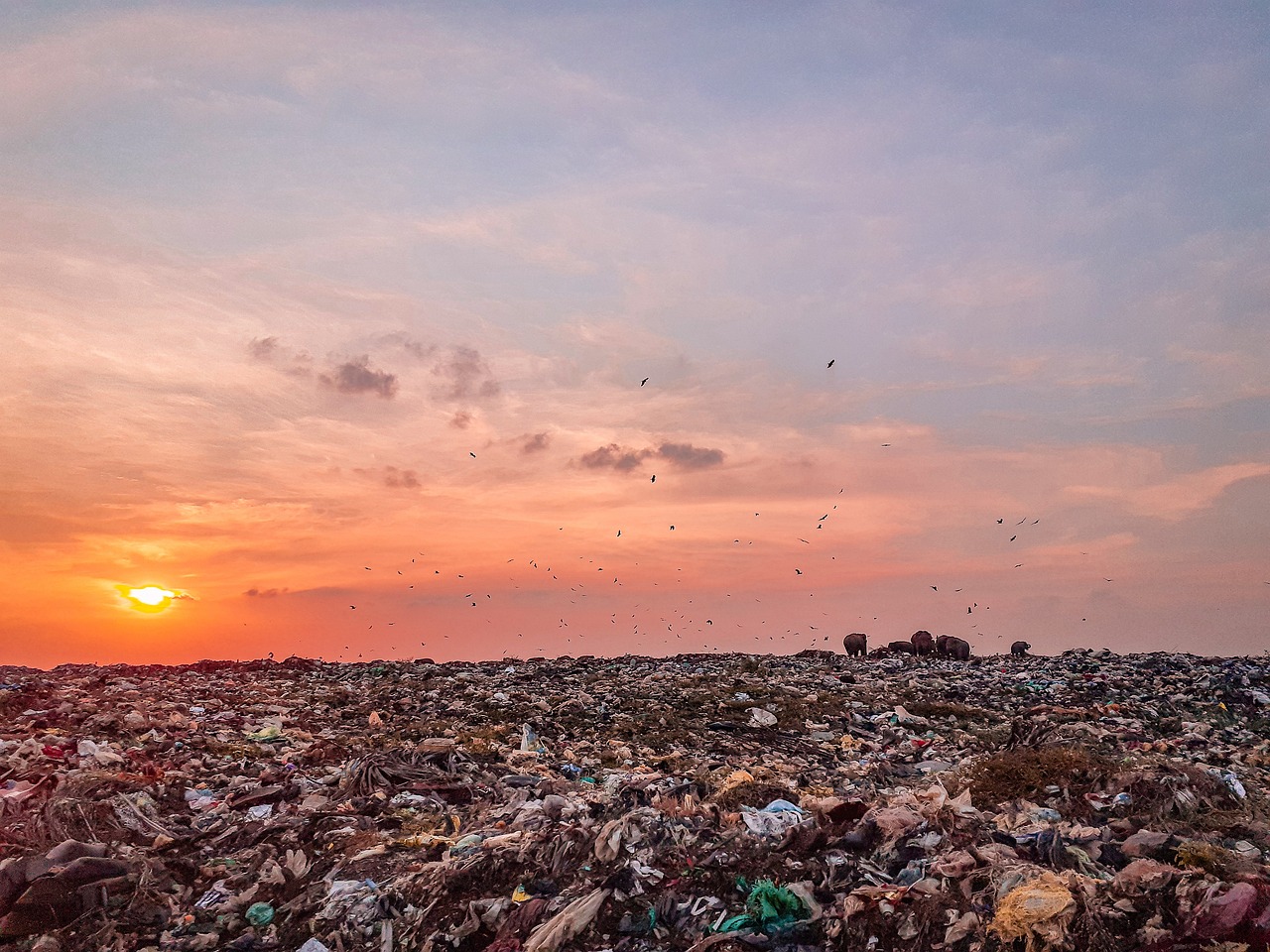 trash, trash land, trash dump