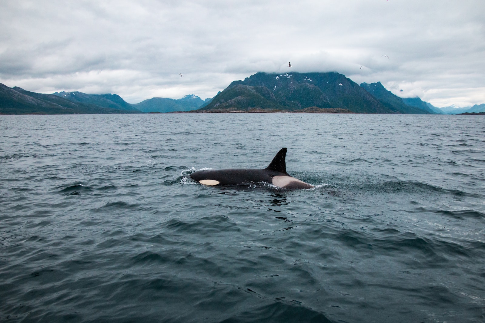 Black Dolphin on Blue Sea Under White Clouds