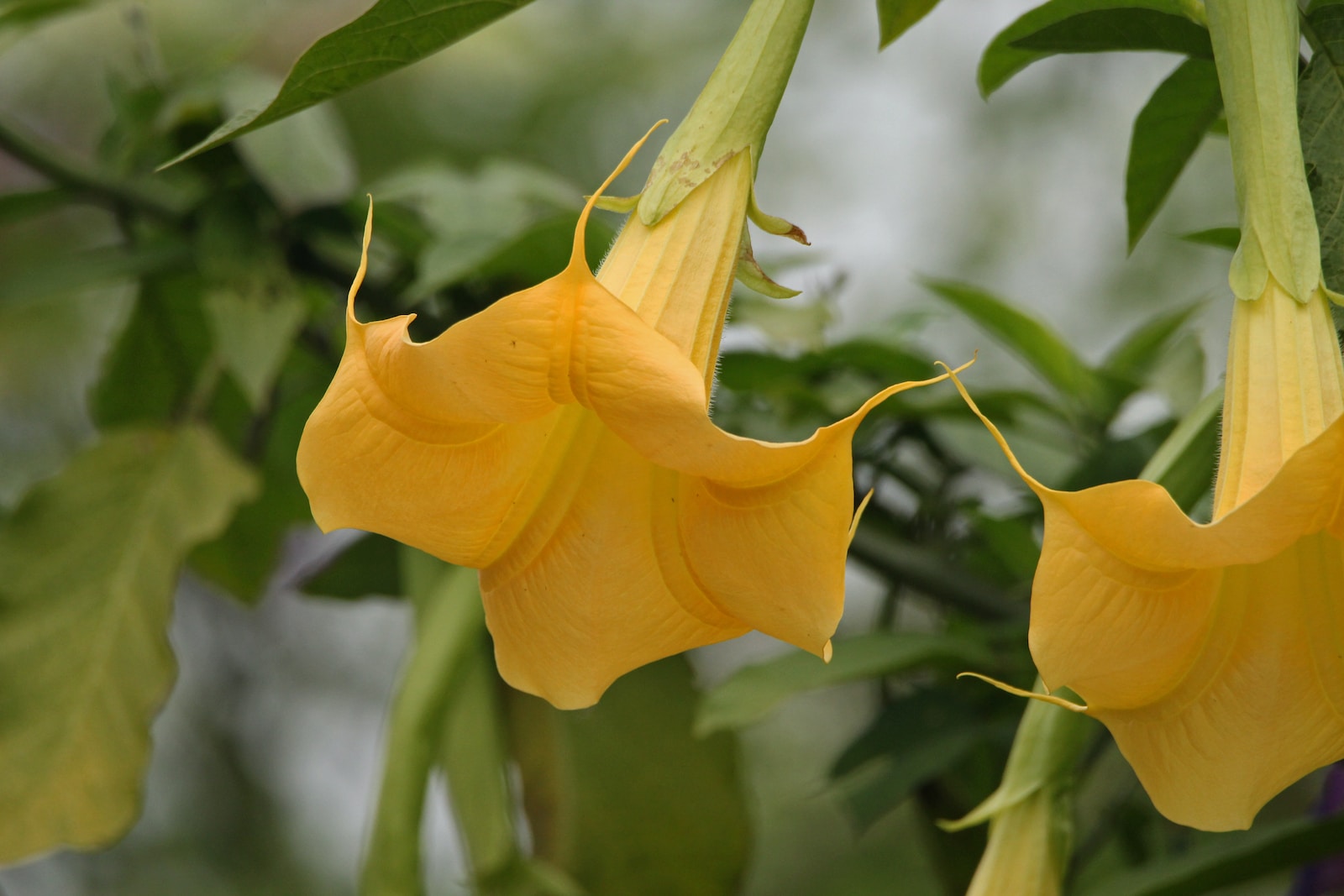 a couple of yellow flowers hanging from a tree