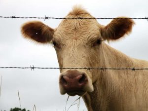 a lone cow was falsely accused of murder photo u1