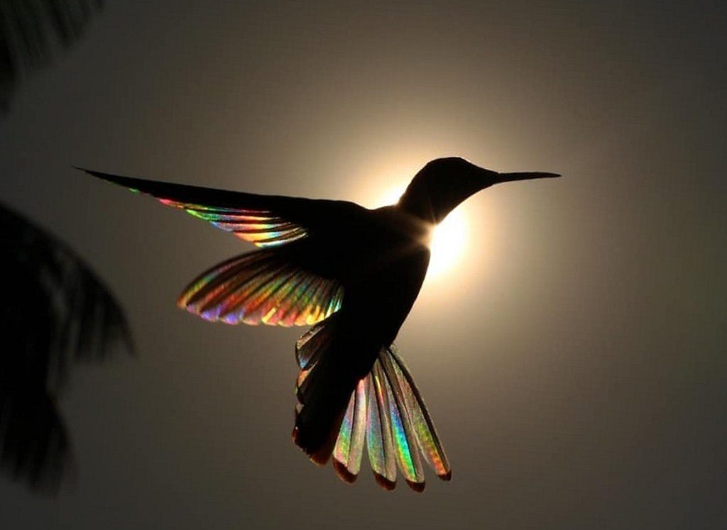hummingbirdfeathers