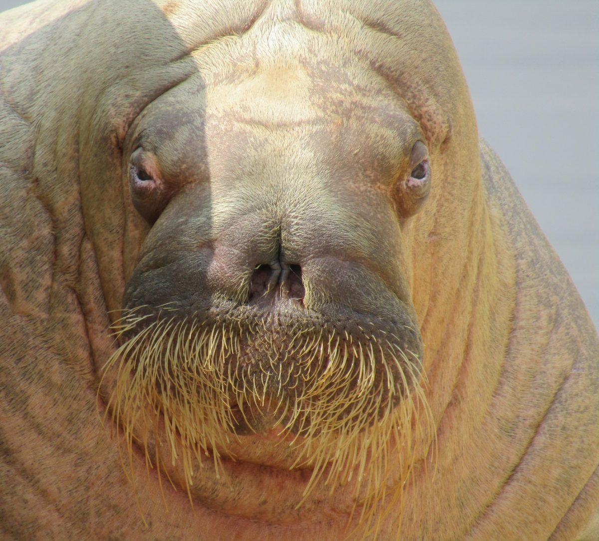 a close up of a sea lion with a beard