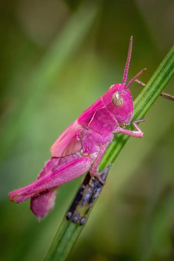 pinkgrasshopper