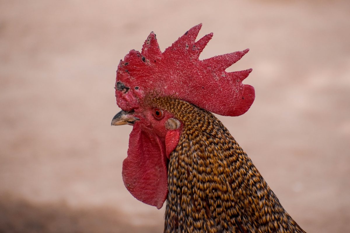 brown and black rooster in close up photography