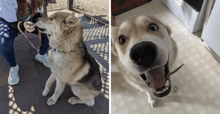 14 silných fotografií adoptovaných psíkov, ktoré vo vás rozpútajú kolotoč emócií