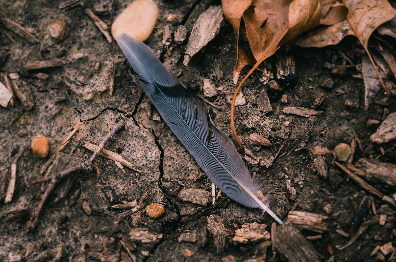 Black Feather Surrounded by Dried Leaves