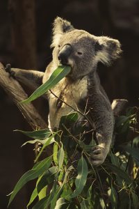 A Koala Eating Eucalyptus Leaves