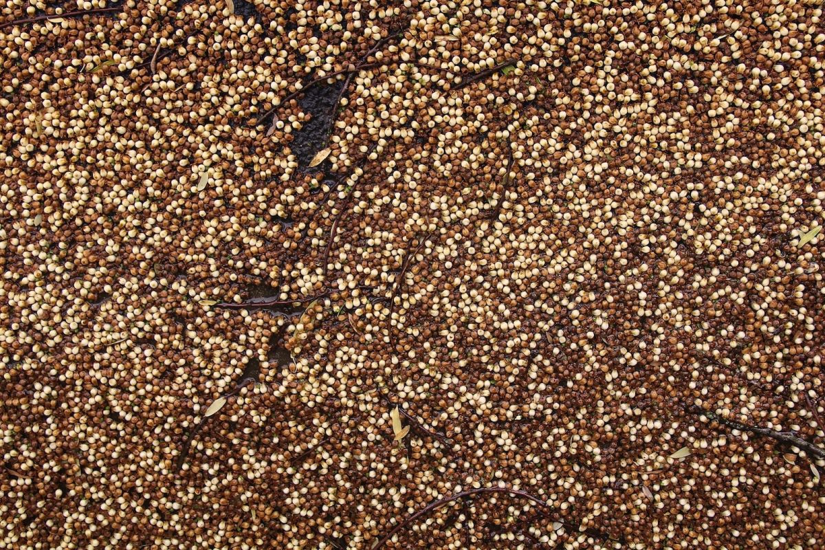 a close up view of some brown and white speckles