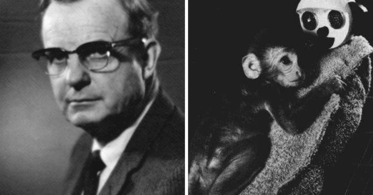 Experiment, pri ktorom boli mláďatá opíc oddelené od matky, aby sa vedecky dokázala existencia materinskej lásky 