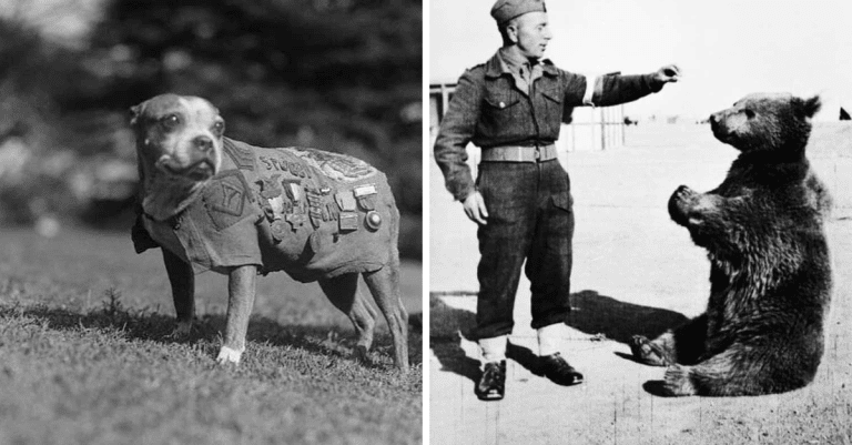 Príbehy zvieracích vojnových hrdinov, pri ktorých budete cítiť hrdosť, vďačnosť a obdiv. 