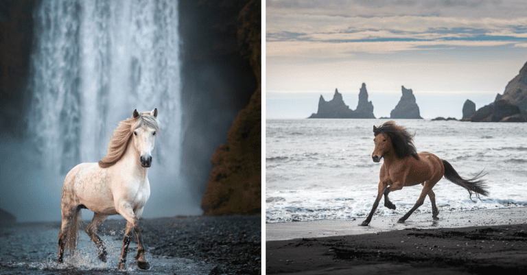 15 majestátnych fotografií koní zachytených v úchvatnej islandskej krajine