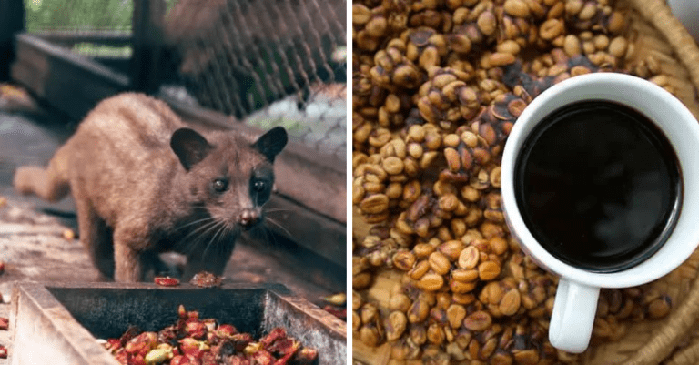 Prečo je Kopi Luwak najdrahšou kávou na svete?