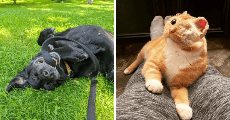15 fotografií adoptovaných zvierat, ktoré roztopia aj to najtvrdšie srdce