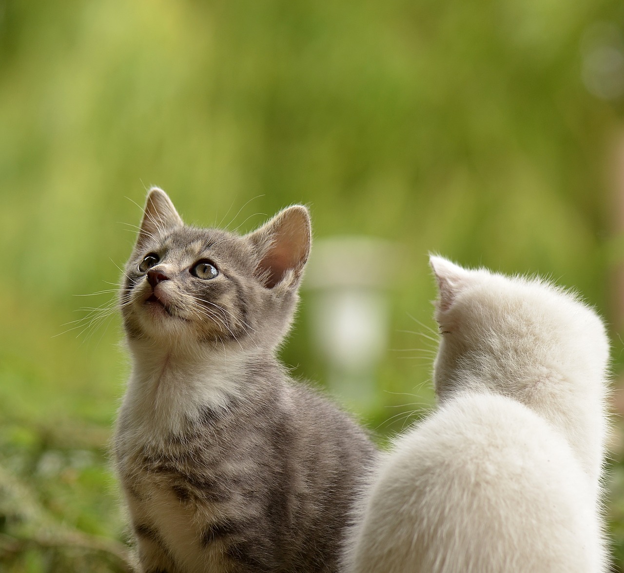 kittens, felines, pets
